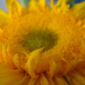 Meet your Posher, Robin